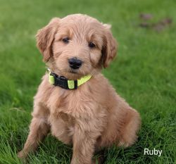 F1 Goldendoodle Puppy - Female