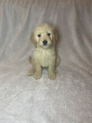 F1 Goldendoodle Puppy ONE left 40-50lbs
