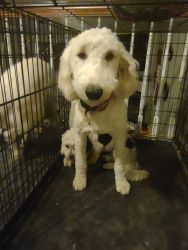 White goldendoodle, 1-year-old