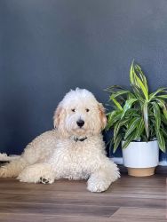 Goldendoodle House Trained - 10 Months Old