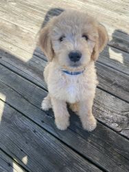 Goldendoodle Male