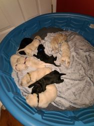 Doodle Puppies for sale