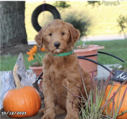 Golden Doodle Puppies Need a New Home