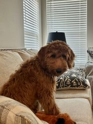 Goldendoodle. Love kids, and other dogs, like cats too. Lots of energy