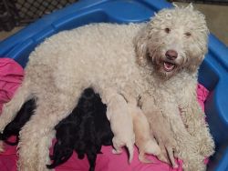 Goldendoodle Puppies For Sale!