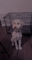 Toy Poodle and Golden doodle dog mix for sale