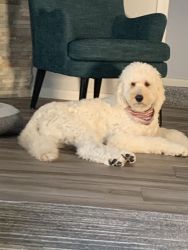 Standard English goldendoodle 2 year