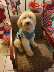 Rehome Goldendoodle Medium male