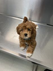Golden Doodle Mini Looking For New Home - North Jersey