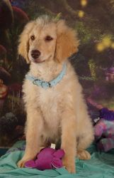 Mary F1b female golden doodle