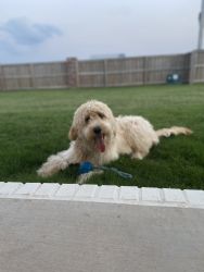 Looking for a good home for 1 year old, male, Goldendoodle.
