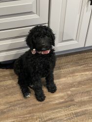 Black and white 12 weeks Goldendoodle