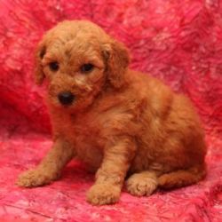 Goldendoodle Litter of Puppies For Sale