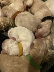 Pyredoodle/GoldenDoodle Puppies