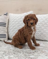 Goldendoodle Puppy F1B ADORABLE