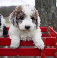 Awesome Female and Male ##Goldendoodle# Puppies Available ♥️♥