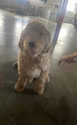 Male Golden Doodle Puppy for Sale