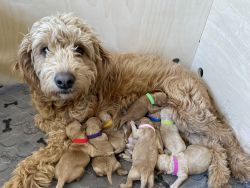 F1b Micro Goldendoodle puppies