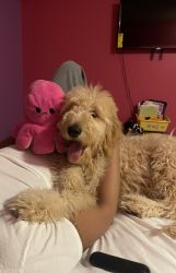 Goldendoodle looking for loving home