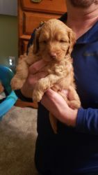 5 week old puppies And they are mini golden doodles