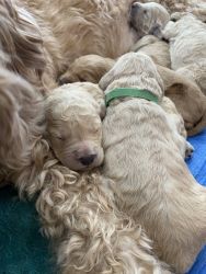 Golden doodle puppies for sale