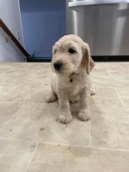 Goldendoodle for sell