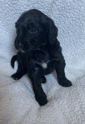 Cosby male Goldendoodle