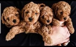 Nice goldendoodle puppies