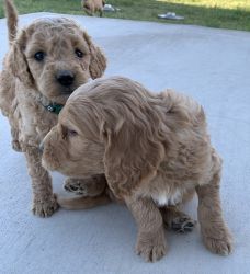 Goldendoodles puppies