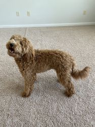 Trained Golden Doodle Puppy 10 Months Old
