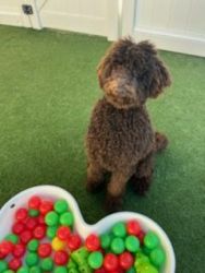 Chocolate Golden Doodle 1 year old