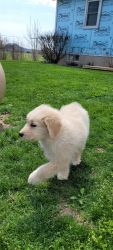 ADORABLE AND AFORDABLE f1b goldendoodles