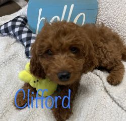 Adorable Mini Goldendoodle male puppy Clifford