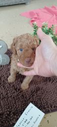 Mini goldendoodles registered and health tested