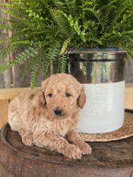 Male Goldendoodle Available