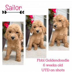 Fbb1 Goldendoodles