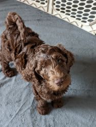 F1BB goldendoodle! 1 left. Chocolate with blue eyes!