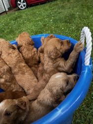 Golden Doodle Puppies for sale