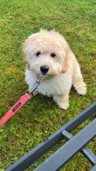 5 month golden doodle pup for sale