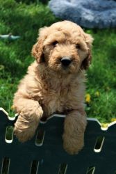 Male and female Golden Doodle Puppies!