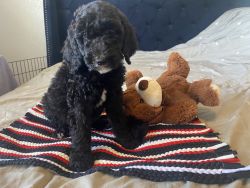 GoldenDoodles Low prices