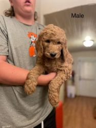 F1B's And F2B's GoldenDoodles Located In Broken-Arrow, Oklahoma