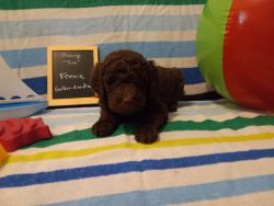 Goldendoodle Puppies Black and Chocolate looking for forever home.