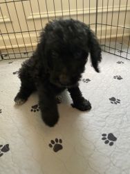 Puppies looking for a home
