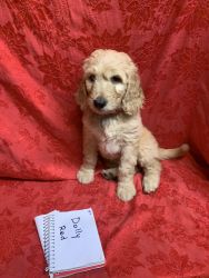 Available goldendoodle puppies