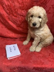 Goldendoodle puppy F1b