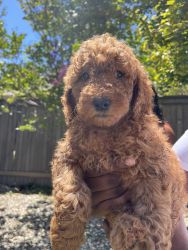 4 Goldendoodle puppies ready for rehome