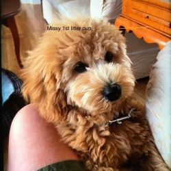 Mini Goldendoodle F1b 3 boys available, raised in our home In Ma.