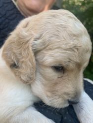 Mini Goldendoodle Puppies for sale