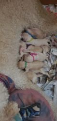 8 goldendoodle puppies for sale